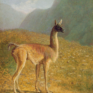 Guanaco, c. 1848 (oil on canvas)