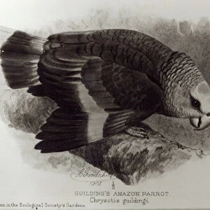 Guildings Amazon Parrot, illustration from The Avicultural Magazine