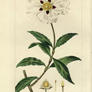 Gum cistus or rock rose, wavy leaved variety, Cistus ladaniferus undulatus, native to Europe and Africa. Handcoloured stipple engraving on copper by Barrois from a botanical illustration by Pancrace Bessa from Mordant de Launay's "Herbier General de
