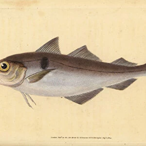 Haddock, Melanogrammus aeglefinus (Gadus aeglefinus). Vulnerable. Handcoloured copperplate drawn and engraved by Edward Donovan from his Natural History of British Fishes, Donovan and F. C. and J. Rivington, London, 1802-1808