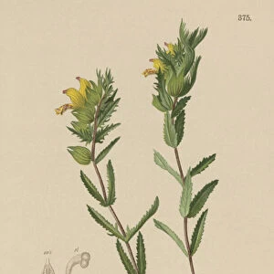 Hairy Yellow Rattle (Rhinanthus aristatus, Rhinanthus alpinus) (colour litho)
