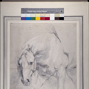 Head and Forequarters of a gray horse (black chalk heightened with white on paper)