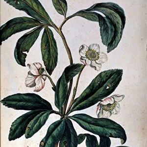 The hellebore or black hellebore, also called Christmas rose. 18th century