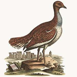 The Hen Bustard, 1749-73 (coloured engraving)