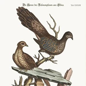 Phasianidae Photographic Print Collection: Edwardss Pheasant