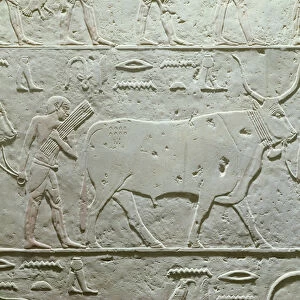 Herdsman leading a bull, detail from the Mastaba of Akhethotep, from Saqqara, Old Kingdom