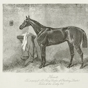 Hermit, foaled 1864 (b / w photo)