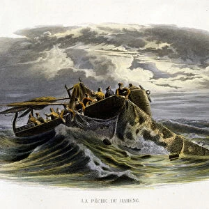 Herring fishing - in "Histoire naturelle de Lacepede", 1860