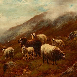 Highland Sheep On a Hillside (oil on canvas)