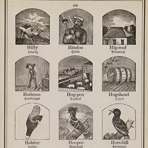 Typical Hornbills Fine Art Print Collection: Black Hornbill