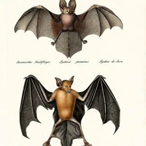 Hollow-Faced Bat, 1824 (colour litho)