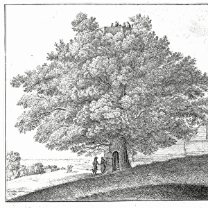 Hollow Tree at Hampstead, 1663 (engraving)