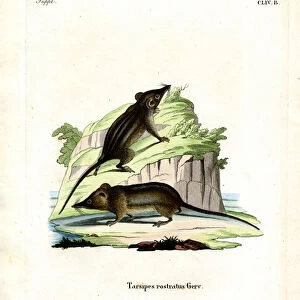 Mammals Metal Print Collection: Tarsipedidae