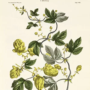 Hop Vine, from The Young Landsman, published Vienna, 1845 (hand-coloured litho)