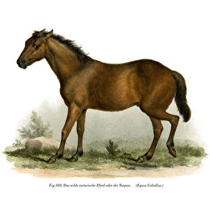 Horse, 1860 (colour litho)