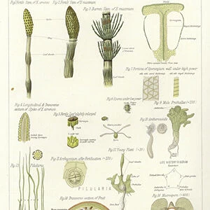 Horse Tail and Pillwort (colour litho)