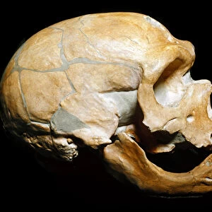 Human skull from la Chapelle-aux-Saints, Neanderthal man (fossil)