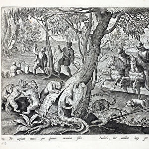 Hunting Cats with dogs, illustration from Venationes, Ferarum, Avium