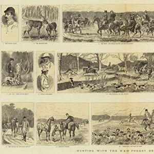 Hunting with the New Forest Deerhounds (engraving)