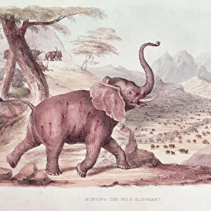 Hunting the Wild Elephant, illustration from Wild Sports of South Africa by W