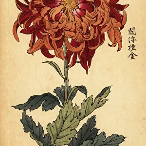 Hybrid orange and crimson chrysanthemum. 1893 (engraving)