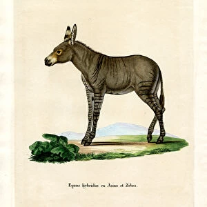 Hybridd Zebra (coloured engraving)