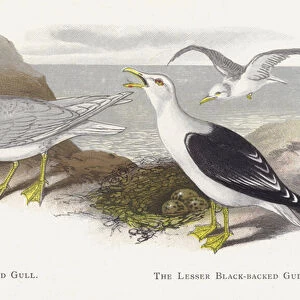 The Iceland Gull, The Lesser Black-backed Gull (chromolitho)