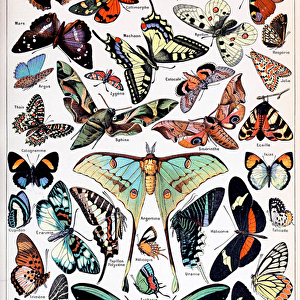 Illustration of Butterflies and Moths c. 1923 (litho)