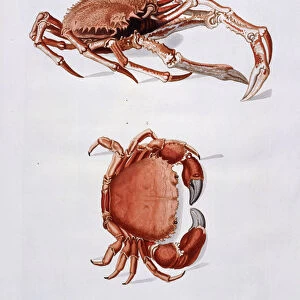 Illustration of Lobster and Crab, (hand-coloured engraved plate)