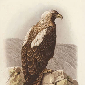 The Imperial Eagle, Aquila Imperialis (colour litho)