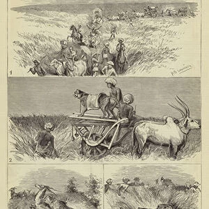 India, hunting Black Buck with the Cheetah in Baroda (engraving)