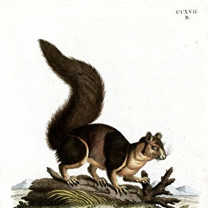 Indian Giant Squirrel (coloured engraving)