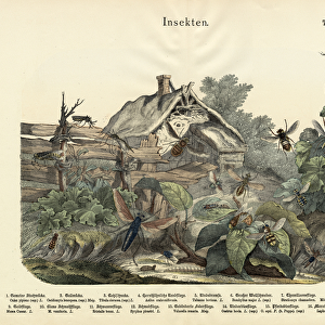 Insects, c. 1860 (colour litho)