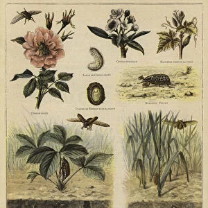 Insects harmful to agriculture (colour litho)