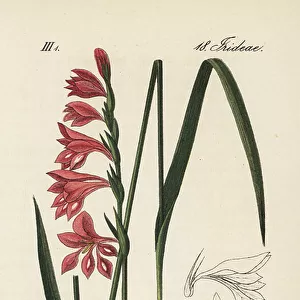 Vespertilionidae Collection: Imbricatus