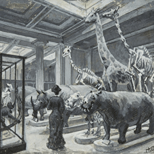 Interior view of the British Museum showing the gallery containing animal exhibits, c