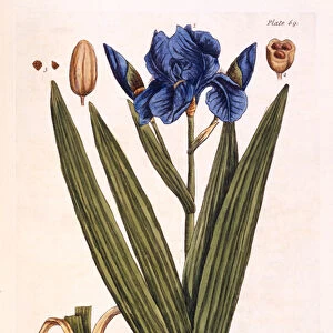 Iris, plate 69 from A Curious Herbal, published 1782 (colour engraving)