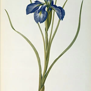 Iris Xyphioides, from Les Liliacees, 1808 (coloured engraving)