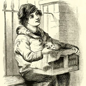 Italian Boy and Guinea Pigs (engraving)