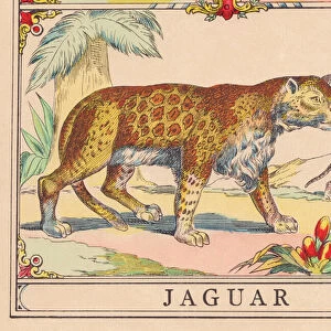 J: Jaguar