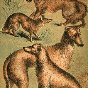 Jackal, Wolf, Irish Wolfhound and Deerhound