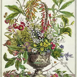 : Botanical: Flowers Pre-19th Century
