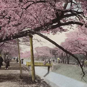 Japan, c. 1912: Cherry Blossom at Koganei, near Tokyo (photo)