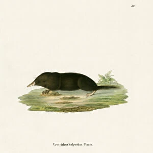 Talpidae Collection: Japanese Shrew Mole