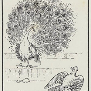 The Jay And The Peacock (engraving)