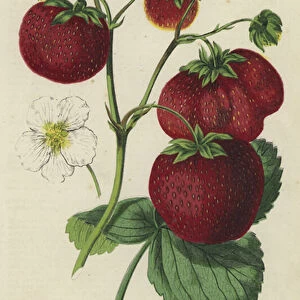 Keens Seedling Strawberry (chromolitho)