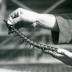 A keeper holding a Giant Centipede in his hands, London Zoo, 1927 (b / w photo)