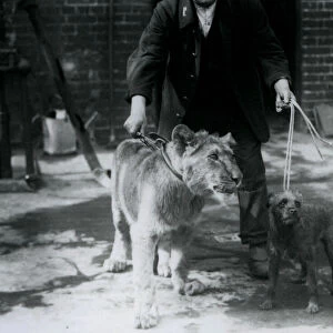 A keeper taking an Irish Terrier and young Lion for a walk on leads, London Zoo