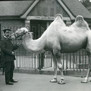 Keeper W. Styles, with a Bactrian Camel, outside the Llama House at London Zoo