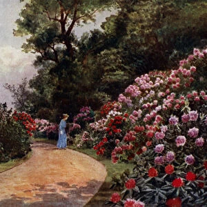 Kew Gardens: The Rhododendron Walk (colour litho)